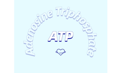 ATP在體育鍛煉中有什么作用？